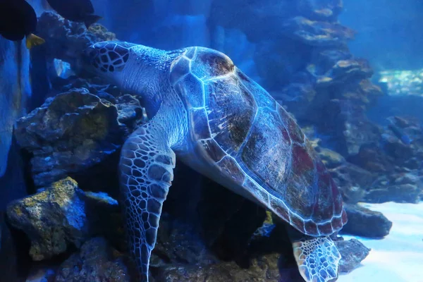 Große Meeresschildkröte im Ozeanarium — Stockfoto