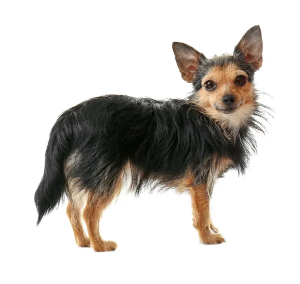 Cute little dog — Stock Photo, Image