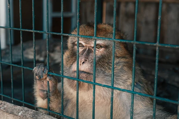 Monkey sitting in cage — Stock Photo, Image