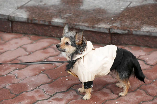 Söt liten hund — Stockfoto