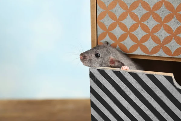 Niedliche lustige Ratte in dekorativer Schachtel — Stockfoto