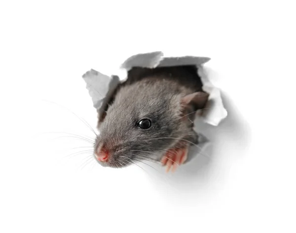 Смешная крыса, выглядывающая из норы — стоковое фото