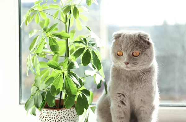 Chat curieux mignon reposant sur le rebord de la fenêtre à la maison — Photo