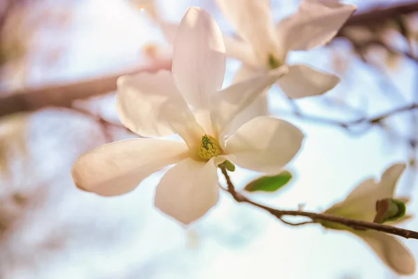 Zweig von Baumblüten — Stockfoto