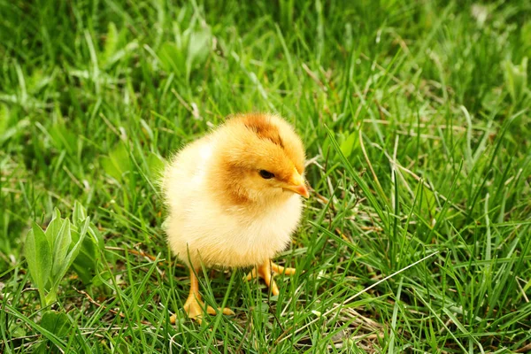 Söt baby chick på grönt gräs, närbild — Stockfoto