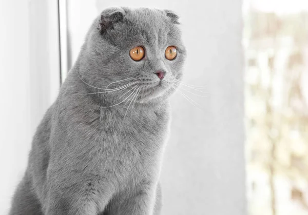 Portrait of cute cat sitting near window at home — Stock Photo, Image