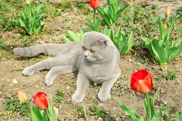 Niedliche Katze mit Tulpenblumen draußen — Stockfoto