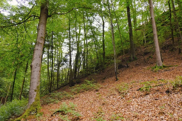Vista de hermosos árboles verdes en el bosque — Foto de Stock