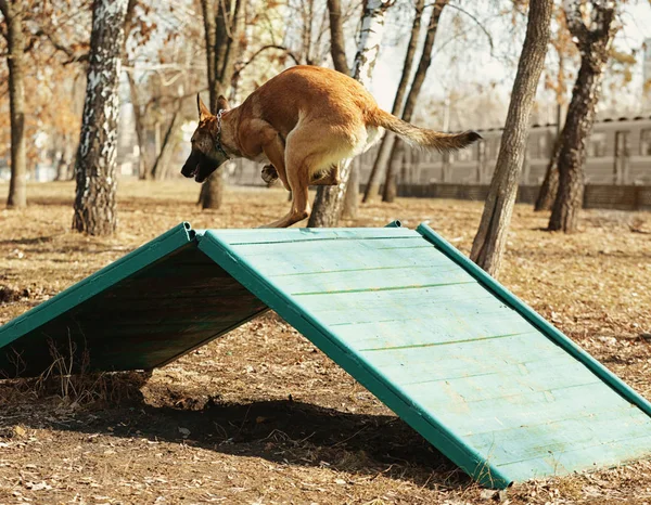 Обучение рабочей собаки на открытом воздухе — стоковое фото