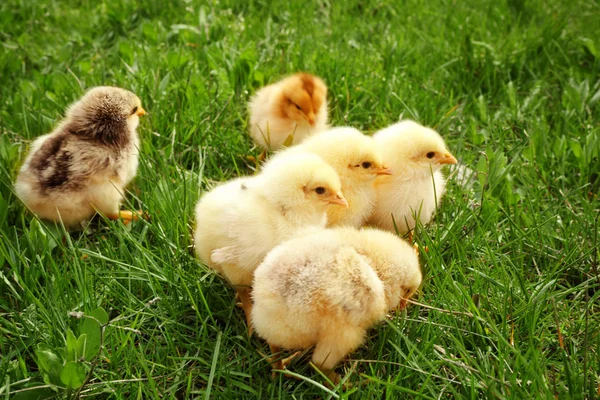 Lindos polluelos sobre hierba verde, primer plano —  Fotos de Stock