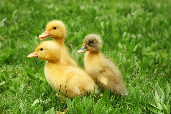 Cute kaczki na zielonej trawie, zbliżenie — Zdjęcie stockowe