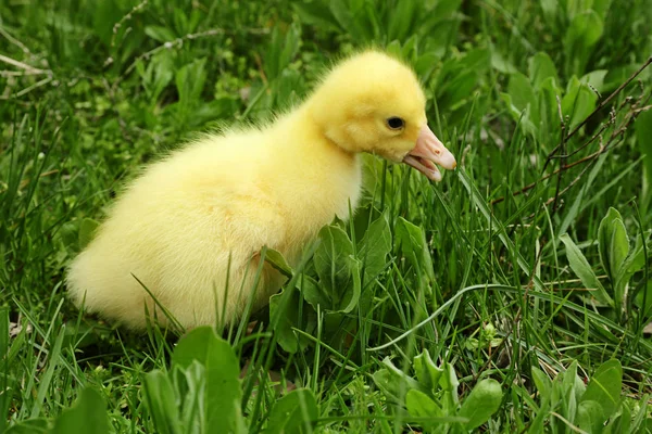 Cute duckling on green grass, closeup — Stock Photo, Image