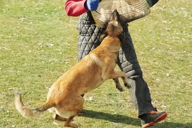 Açık havada çalışan köpek eğitim