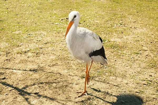 ファームのコウノトリと鳥小屋 — ストック写真