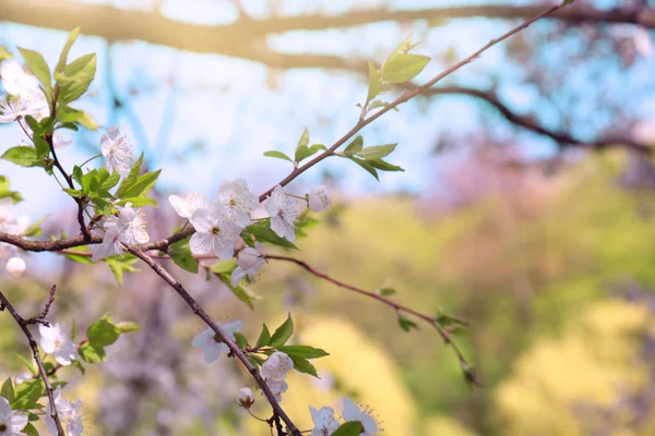 Branches of blooming spring tree — Stock Photo, Image