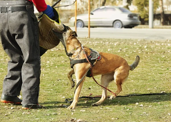 Açık havada çalışan köpek eğitim — Stok fotoğraf