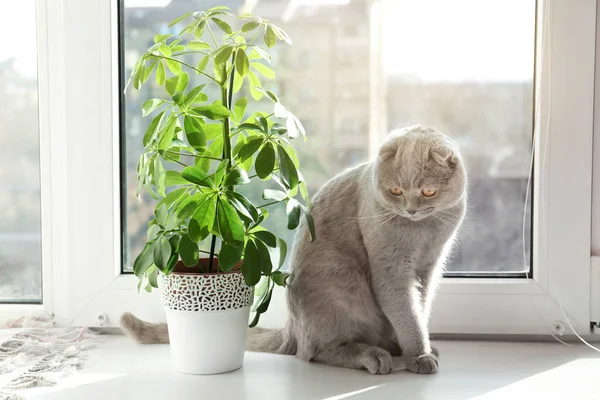 집에서 창틀에 귀여운 호기심 고양이 — 스톡 사진
