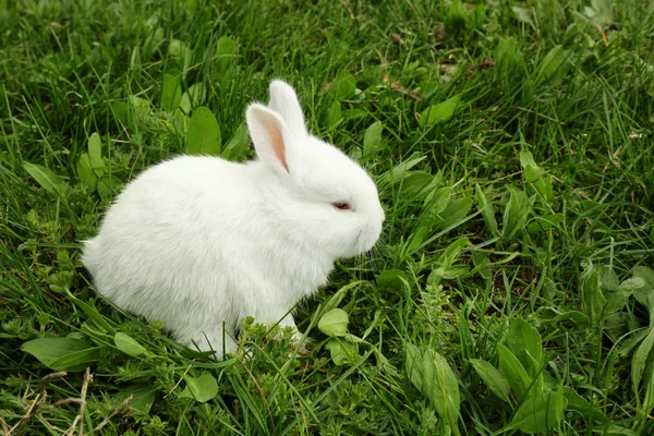 Niedliche kleine Kaninchen sitzen auf grünem Gras — Stockfoto