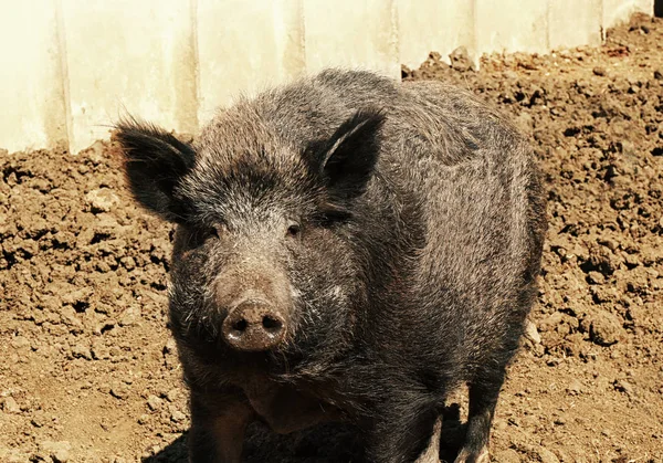 Big wild boar  on farm — Stock Photo, Image