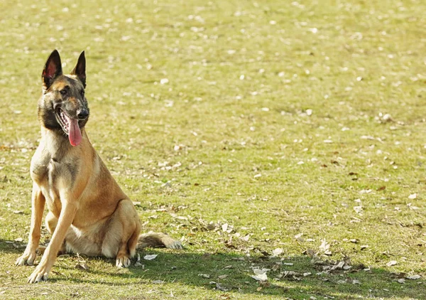 Formation du chien de travail — Photo