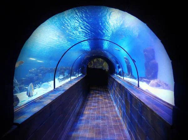 Tunnel in modern oceanarium — Stock Photo, Image