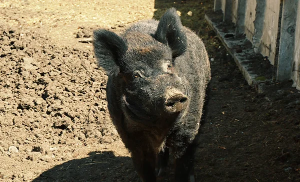 Big wild boar on farm — Stock Photo, Image