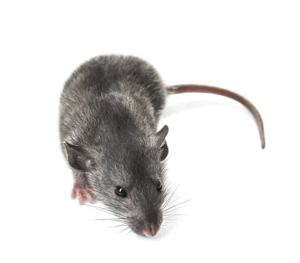 Милая забавная крыса — стоковое фото