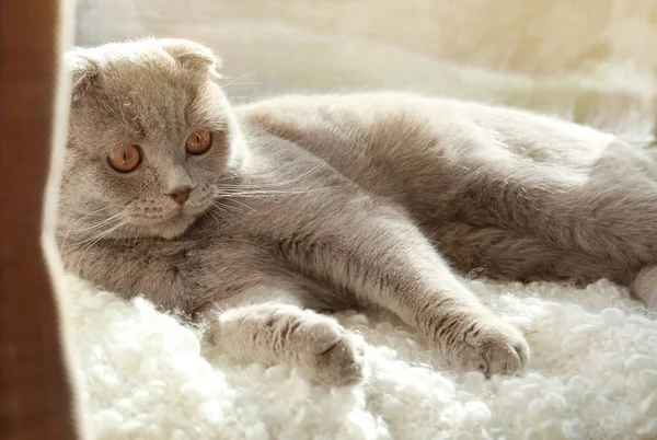 Carino gatto che riposa sul davanzale della finestra a casa — Foto Stock