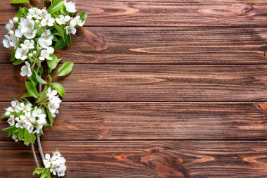 Çiçekli ağaç dalları 