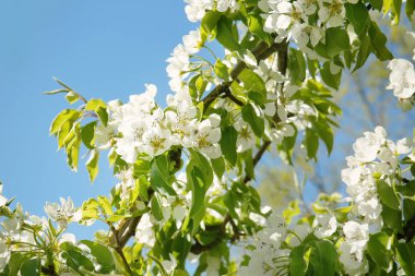Çiçek açan ağacın 