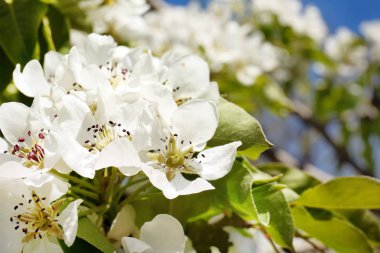 Ağaç dalı ile çiçek açan çiçekler
