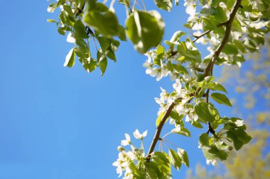 Çiçek açan ağacın 