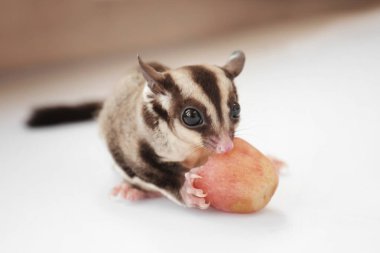 Şirin şeker planör beslenme üzüm  