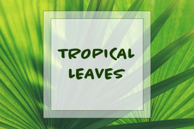Metin tropikal yaprak  