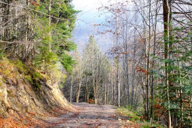 Vahşi Karpatlar ormanda izlemek