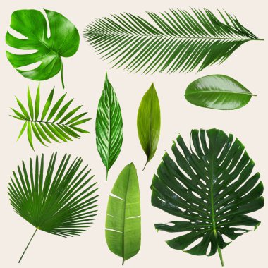 Farklı tropikal yaprak 