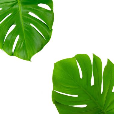 Beyaz tropikal yapraklar  