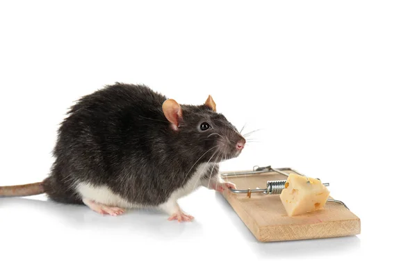 Крыса и мышеловка с сыром — стоковое фото