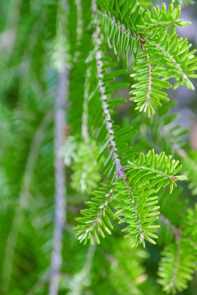 モミの木の枝 — ストック写真