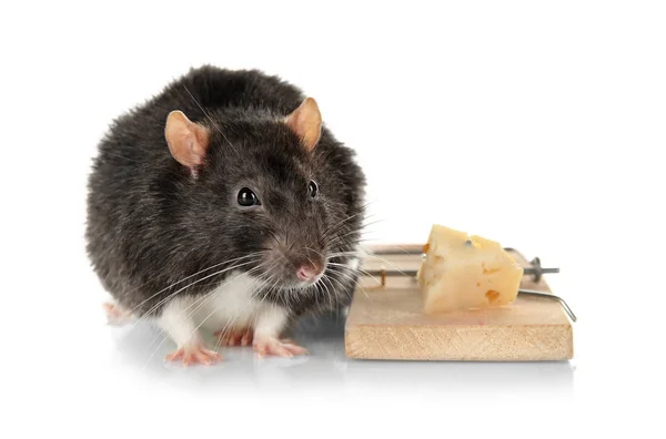 Rat and mousetrap with cheese — Stock Photo, Image