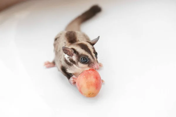 かわいい砂糖グライダー食べるブドウ — ストック写真