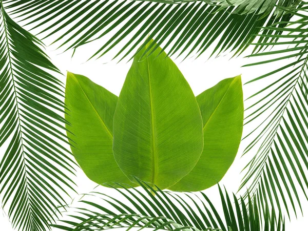 Зеленые тропические листья — стоковое фото