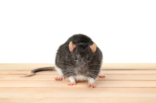 Niedliche Ratte auf weiß — Stockfoto