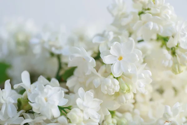 Beautiful lilac flowers — 스톡 사진