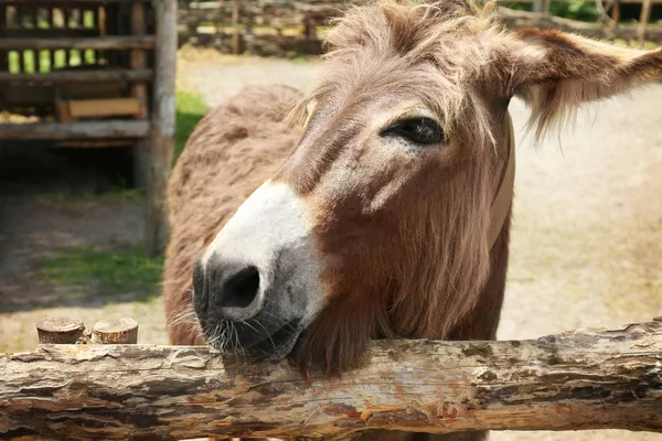 Funny donkey on farm — Stock Photo, Image