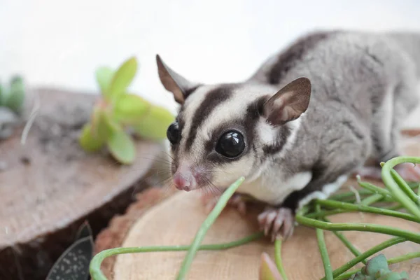 Lindo planeador de azúcar divertido — Foto de Stock