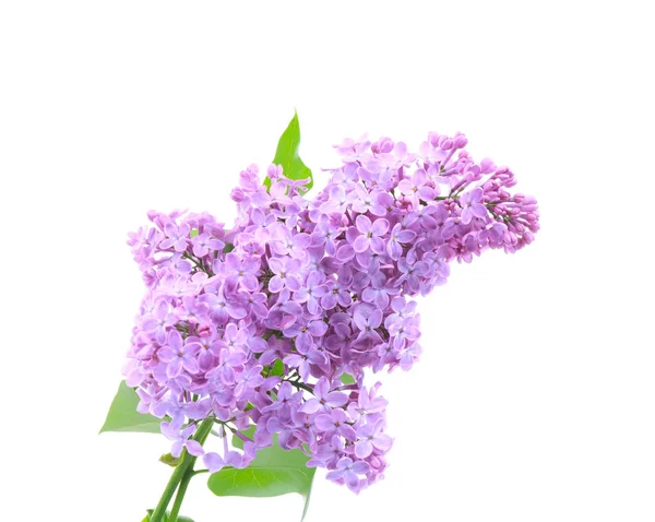 Beautiful lilac flowers — Stock Photo, Image