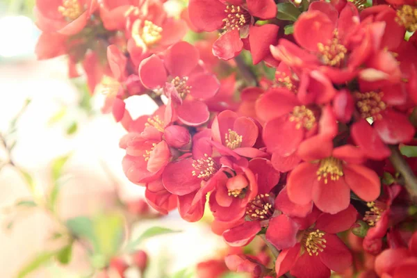 Zweig mit blühenden Blumen — Stockfoto