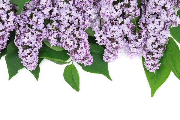 Bellissimo bouquet di fiori di lilla — Foto Stock