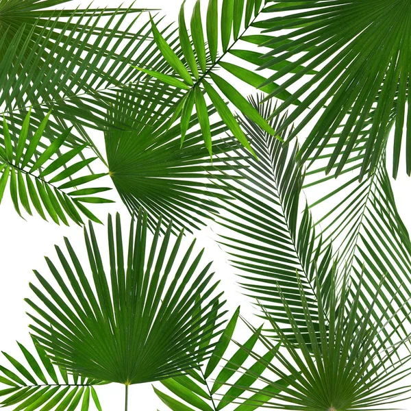 Hojas tropicales sobre blanco — Foto de Stock